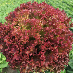 Sałata Civic 5000 nasion Primed Pellets  ST